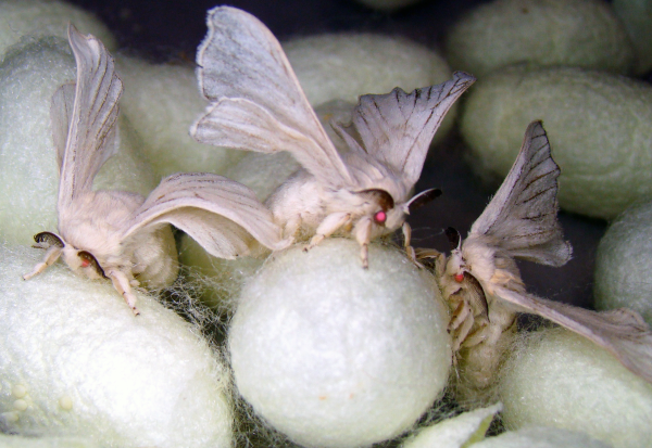 Three white moths on fuzzy white cocoons.